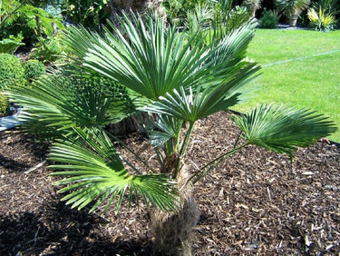 10 WAGNER WINDMILL PALM Dwarf Chusa Trachycarpus Fortunei Wagnerianus Tree Houseplant Seeds